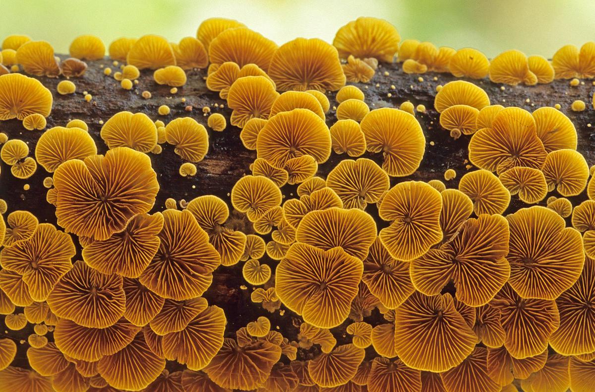 Crepidotus fungus photographed by Mr. Endy of Singapore. (Courtesy of Mr. Endy/World Nature Photography Award)