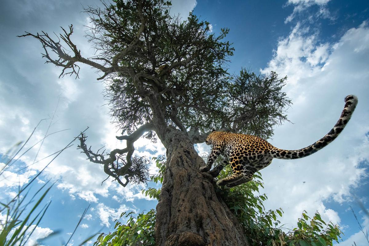 A leopard in Kenya photographed by Thomas Vijayan of Canada. (Courtesy of Thomas Vijayan/World Nature Photography Award)