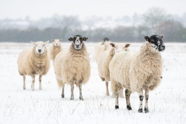 Sheep graze in a show covered field near Oundle, Northamptonshire, England, on March 9, 2023. (Joe Giddens/PA Media)
