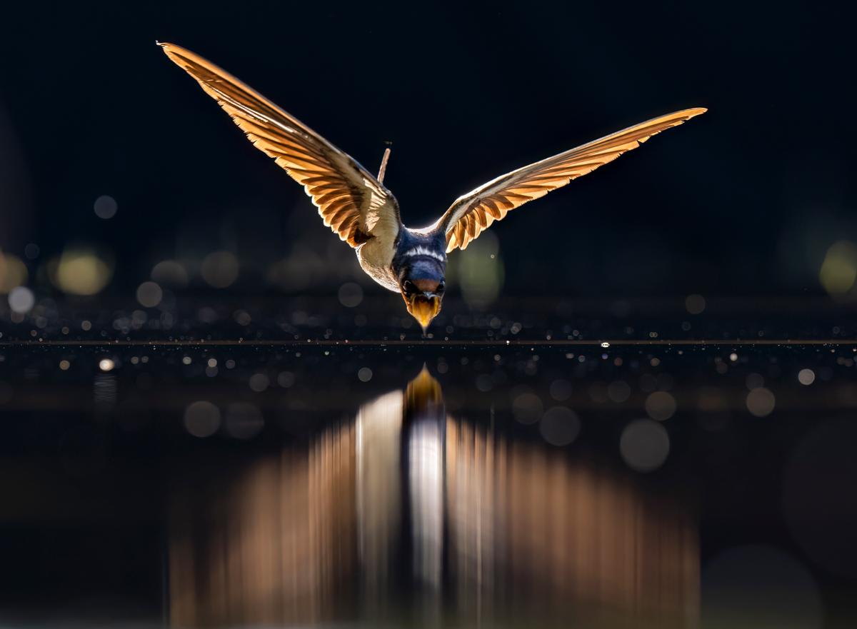 A swallow in Kiskunsag National Park, Hungary photographed by Li Liu from the U.S. (Courtesy of Li Liu/World Nature Photography Award)