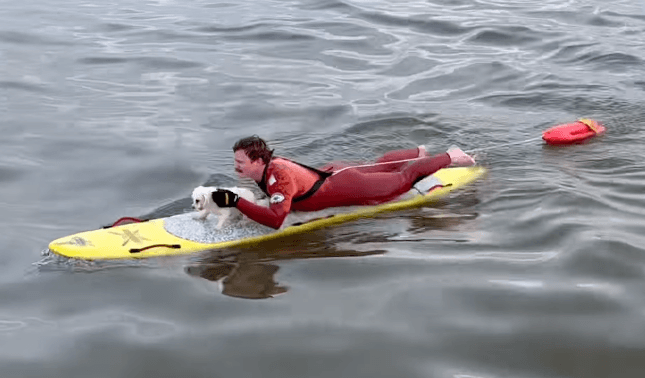 Long Beach Lifeguards Rescue Small Dog Who Was Swimming Out to Sea