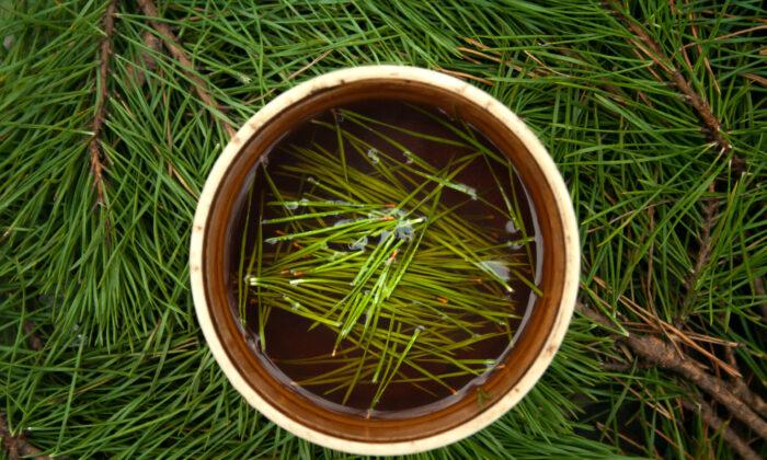 Pine Needles: An Ancient Ally for Human Health