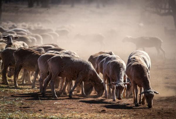Sheep run to eat feed that Australian farmer Richard Gillham dropped in a drought-affected paddock on his property 'Barber's Lagoon' located on the outskirts of the north-western New South Wales town of Boggabri, Australia, on Oct. 4, 2019. (David Gray/Getty Images)
