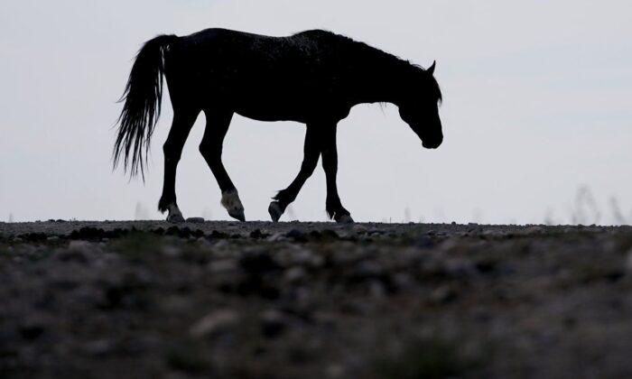 17 Wild Horses Shot Dead Near Kamloops, BC, in ‘Disheartening’ Act: RCMP