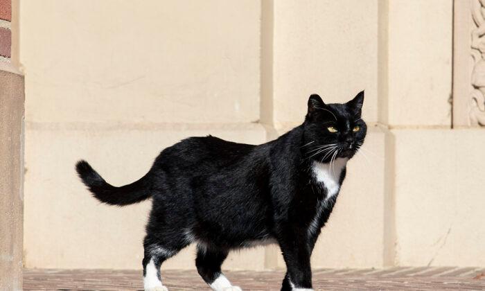 UCLA Community Mourns Death of University’s Unofficial Mascot ‘Powell Cat’