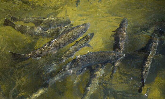 Nearly 1 Million Salmon Killed on Klamath River as Dam Removal Continues