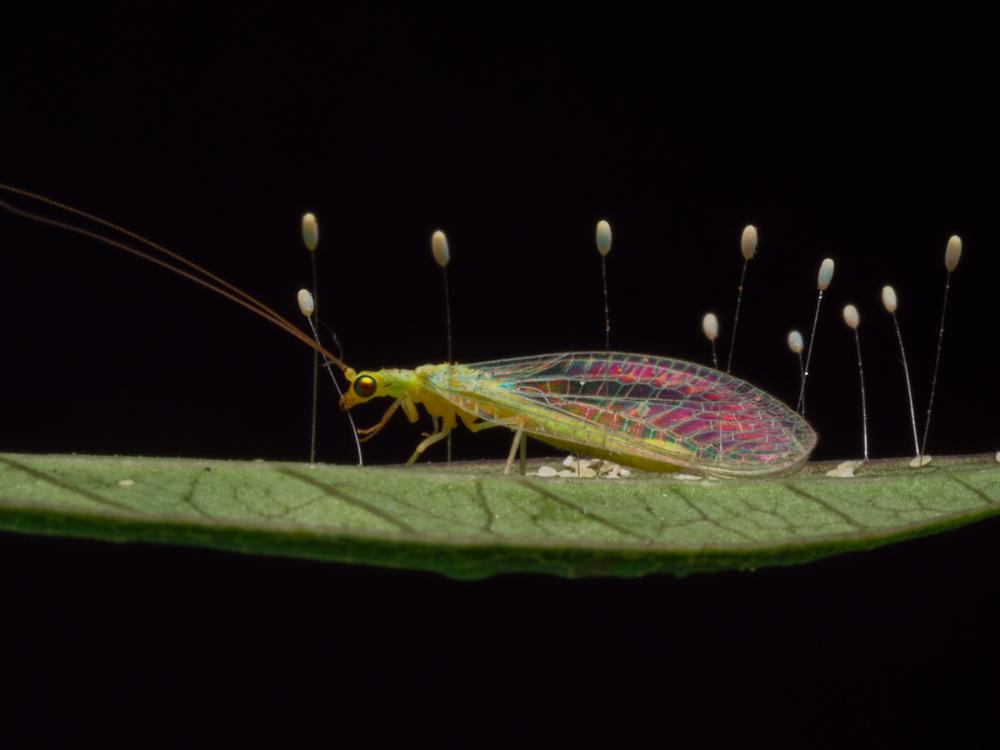Female lacewing insect and the eggs. (natfu/Shutterstock)