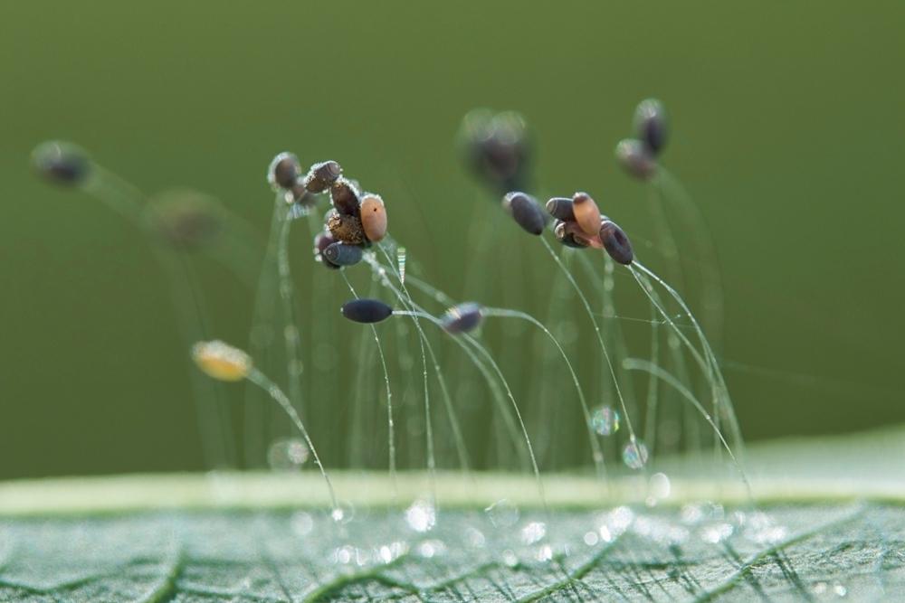 Lacewing eggs usually turn dark in color before hatching. (Tan Yee Ping/Shutterstock)