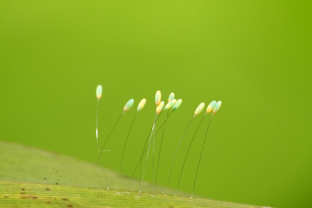 Lacewing eggs are greenish to whitish in color and elliptical, and darken before hatching. (Yuangeng Zhang/Shutterstock)