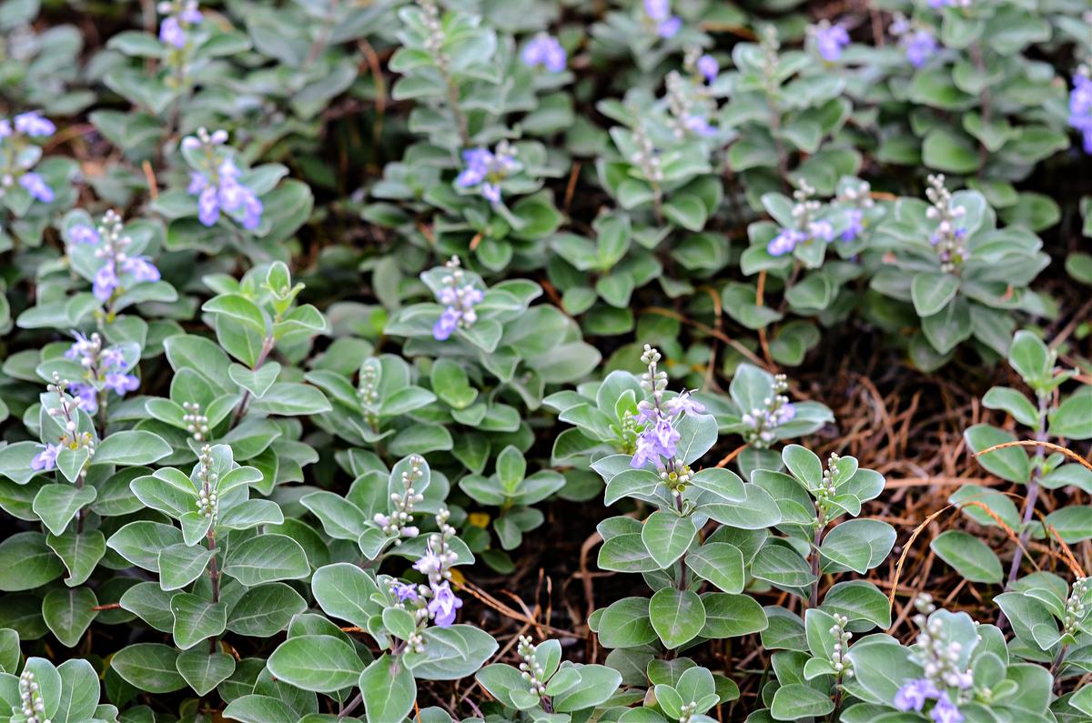 Can This Medical Herb Help Fight Tumors?