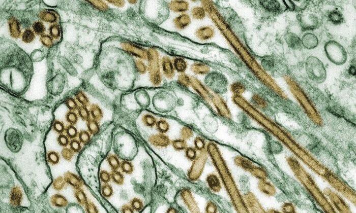 H5N1 Pandemic Test Case—Biden Administration Not Ready