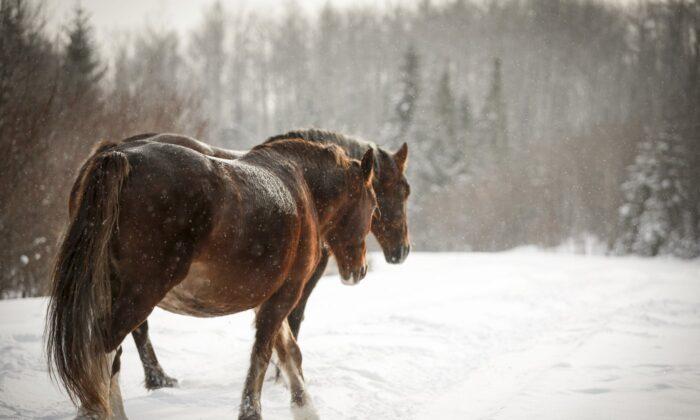 Researcher Calls for More Wild Horse Protections After 17 Shot Dead in Rural BC