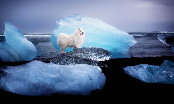 PHOTOS: Canine Photographer Captures Man’s Best Friend Amid Majestic Mountain and Ice Scenes