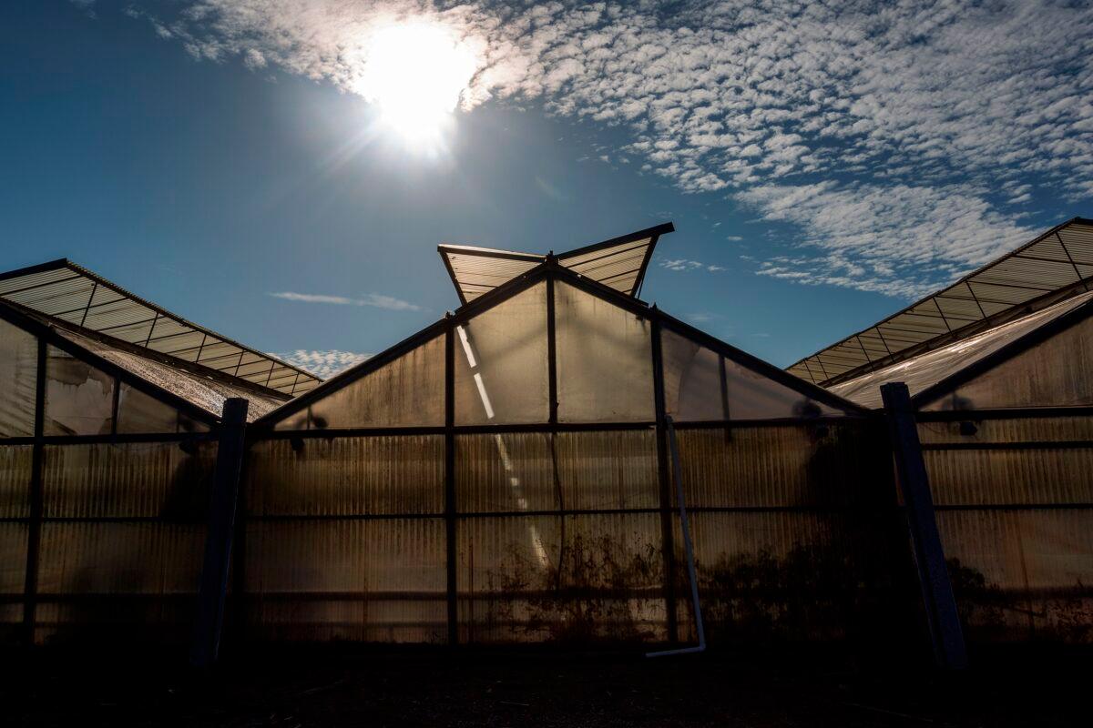 A file photo of marijuana greenhouses across the street from Rincon High School in the small seaside community of Carpinteria near Santa Barbara, Calif., on August 6, 2019. (David McNew/AFP via Getty Images)