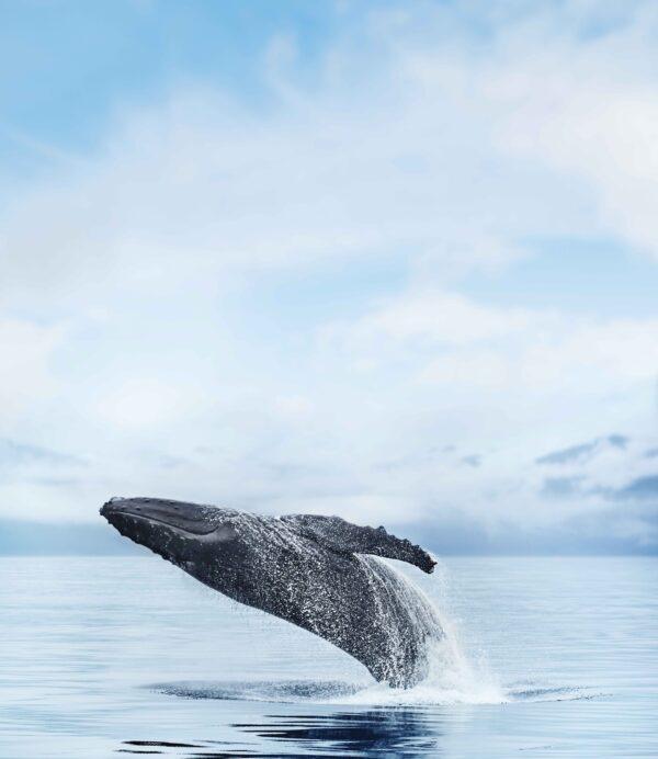 Many whale species can be spotted in Alaska, either inhabiting or migrating through its coastal waters. (Courtesy of Princess Cruises)