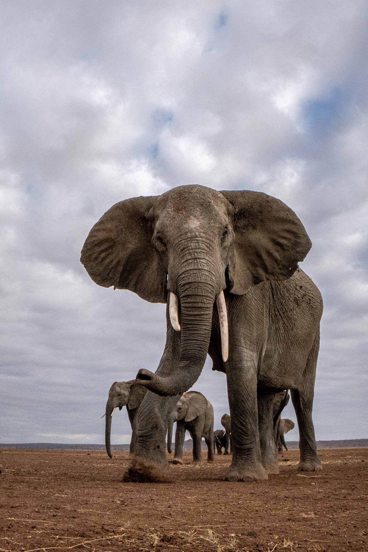 Elephants lumber near Yarin Klein's unattended camera in Amboseli National Park, Kenya. (Courtesy of <a href="https://www.instagram.com/yarinklein_wild_photography/?hl=en">Yarin Klein</a>)