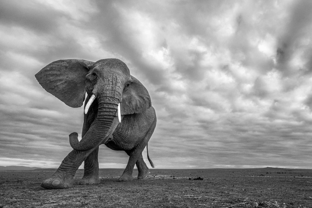A black and white shot of an elephant up close and personal in Amboseli National Park, Kenya. (Courtesy of <a href="https://www.instagram.com/yarinklein_wild_photography/?hl=en">Yarin Klein</a>)