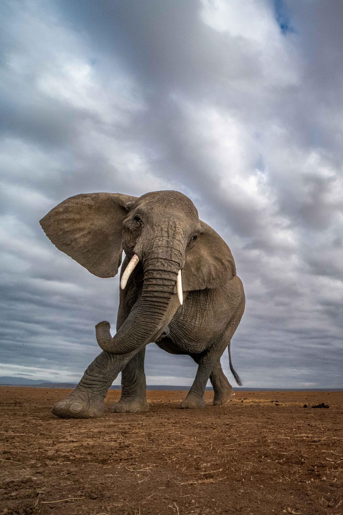 The elephants came too close for comfort when Yarin Klein left his camera unattended in Amboseli National Park, Kenya. (Courtesy of <a href="https://www.instagram.com/yarinklein_wild_photography/?hl=en">Yarin Klein</a>)