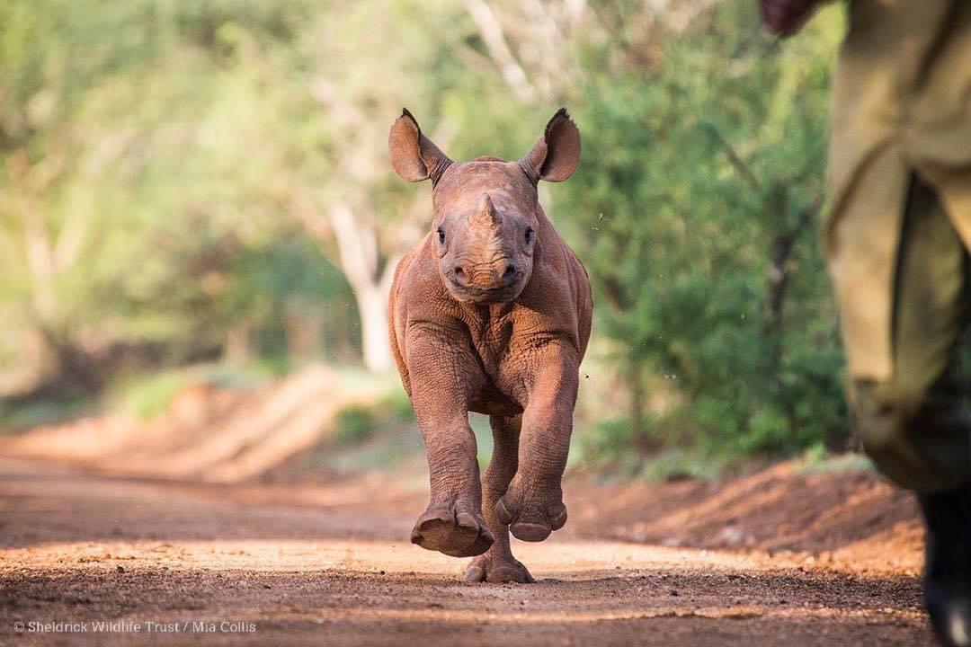 (© Sheldrick Wildlife Trust / Mia Collis)