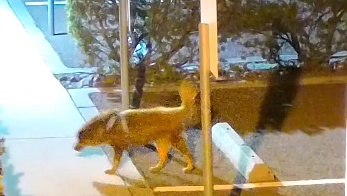 Abandoned Dog Outside San Diego Animal Center Meets Tragic End