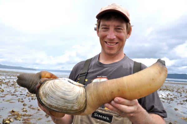 Langdon Cook with a geoduck clam. (Courtesy of Langdon Cook)
