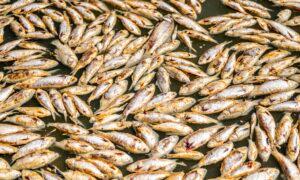 Action Urged After Damning Report Into Mass Fish Deaths