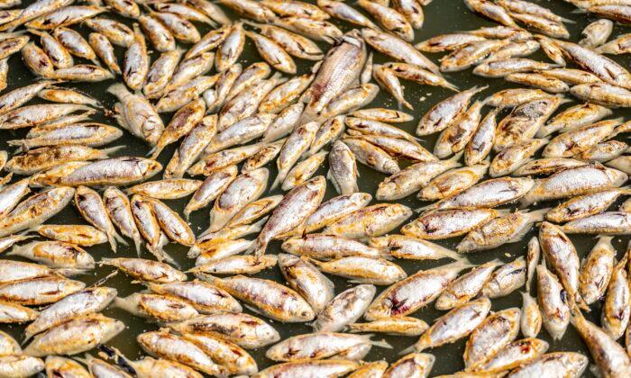 Fish Washing up in Menindee, Water Tests Confirm Algae
