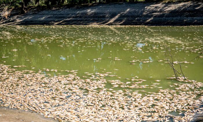 ‘Very High’ Risk of Major Summer Fish Kill in Darling River