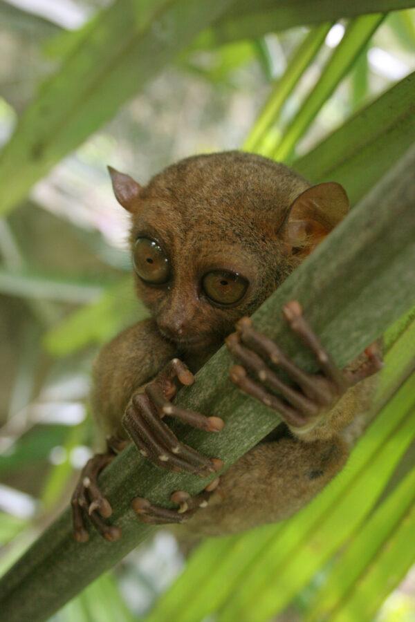 Philippine tarsier is named for its elongated "tarsus" or ankle bone. (Public Domain)