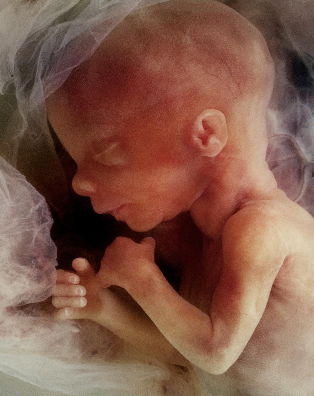 An illustration of a baby in the womb. (Steve Allen/Shutterstock)