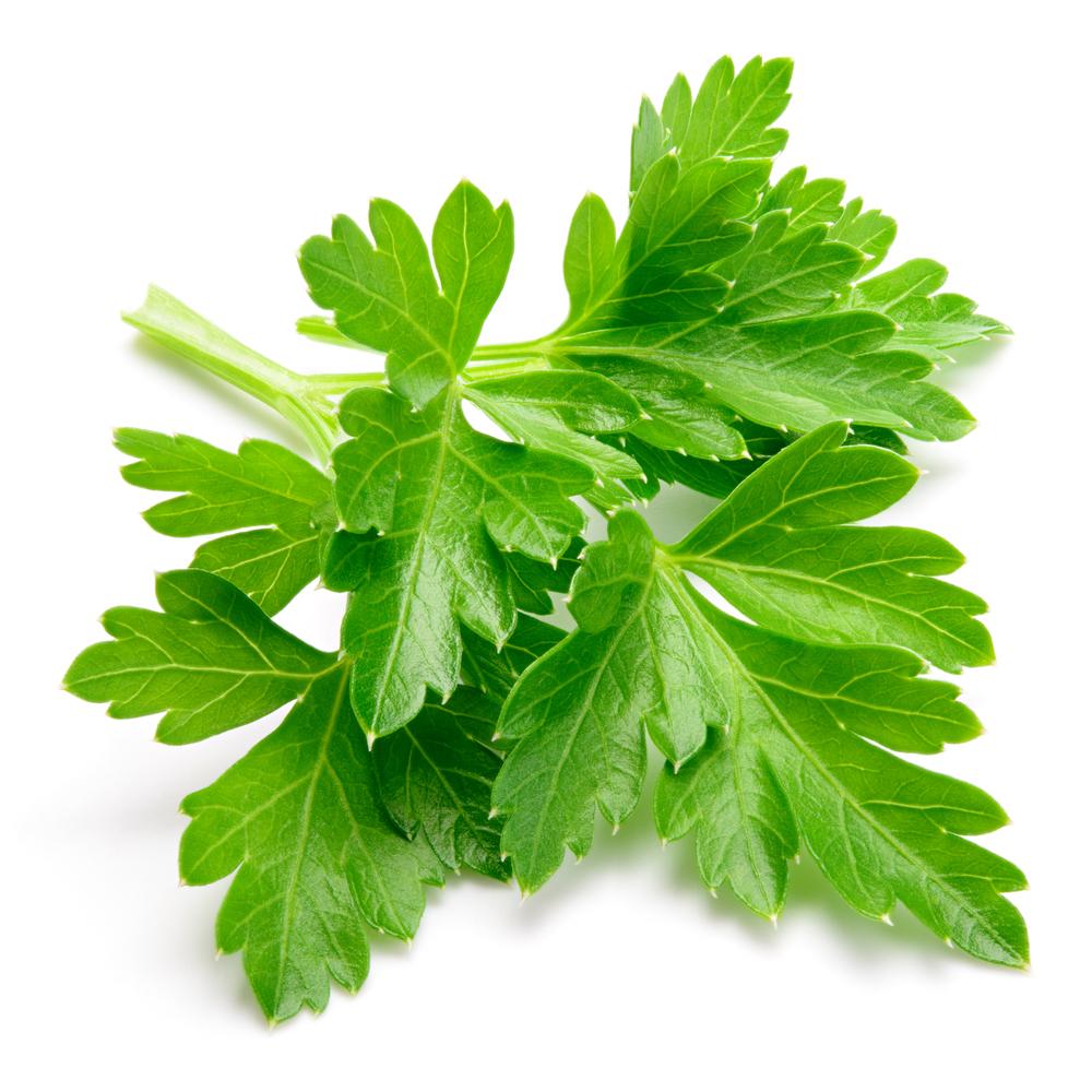A popular garnish, parsley supports kidney function.(MarcoFood/Shutterstock)