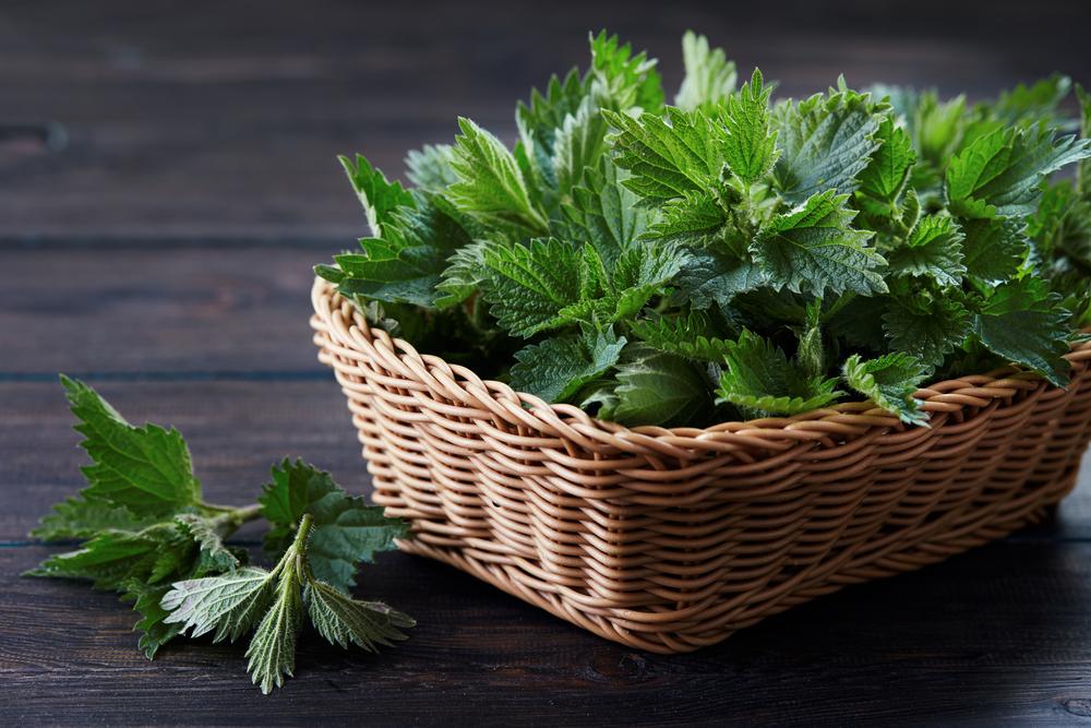 Stinging nettle, one of the earliest wild greens to appear in the spring, is also among the most nutritious herbs of the season. (Melica/Shutterstock)