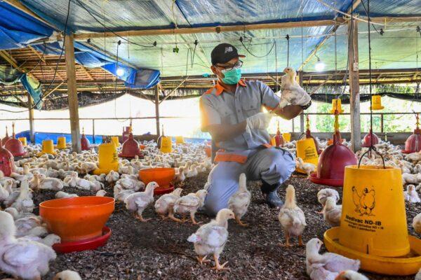 A government worker examines chicks for signs of bird flu infection at a poultry farm in Darul Imarah in Indonesia's Aceh province on March 2, 2023. (Chaideer Mahyuddin/AFP via Getty Images)