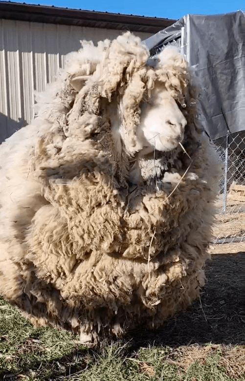Ellie Mae the sheep was covered in 37.5 pounds (17 kilograms) of wool. (Courtesy of <a href="https://www.facebook.com/HarmonyHillFarmIL">Harmony Hill Farm Sanctuary</a>)