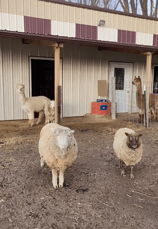 Ellie Mae (L) with Bella (R) and other friends at the sanctuary. (Courtesy of <a href="https://www.facebook.com/HarmonyHillFarmIL">Harmony Hill Farm Sanctuary</a>)
