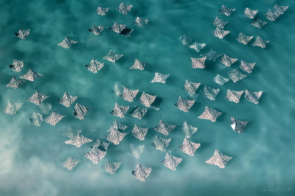 A fever of cownose rays off the coast of Southampton, New York. (Courtesy of <a href="https://www.instagram.com/hamptonsdroneart/">Joanna L Steidle</a>)