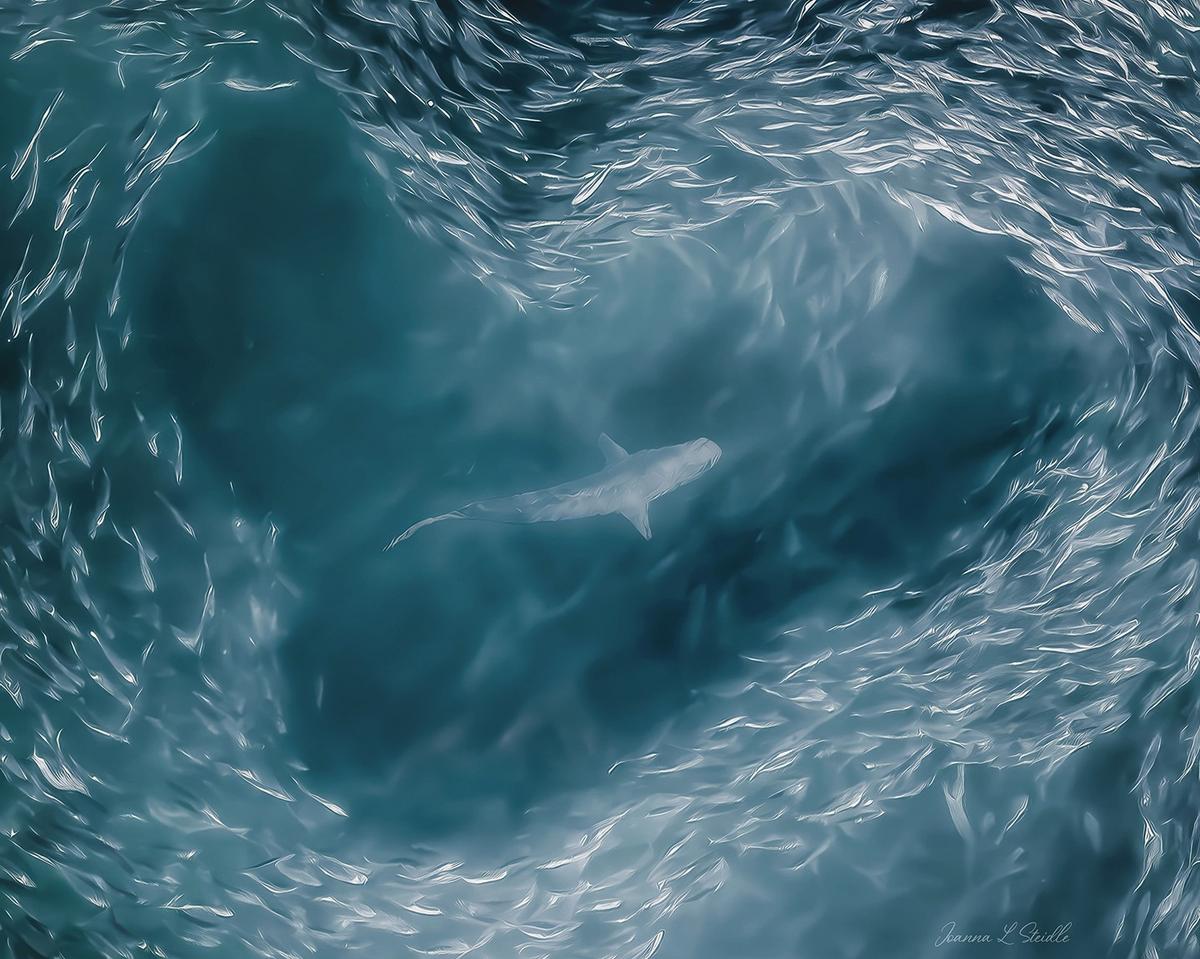 A shark is seen being surrounded by a bait ball, consisting of thousands of bunker fish, in the shape of a heart off the coast of Southampton, New York. (Courtesy of <a href="https://www.instagram.com/hamptonsdroneart/">Joanna L Steidle</a>)