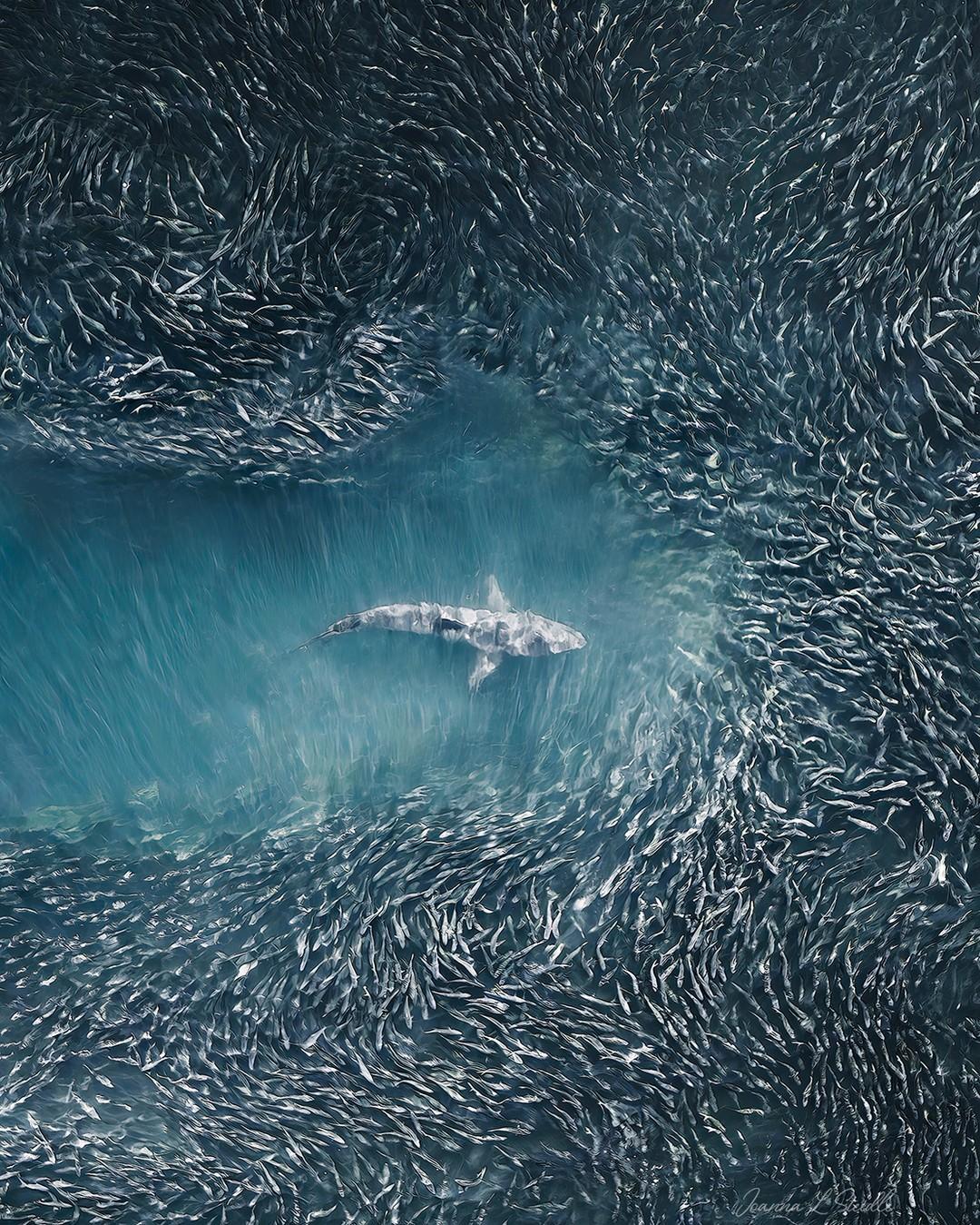 A shark is viewed from above as it plows through a school of thousands of bunker fish, or bait ball, off the coast of Long Island, New York. (Courtesy of <a href="https://www.instagram.com/hamptonsdroneart/">Joanna L Steidle</a>)