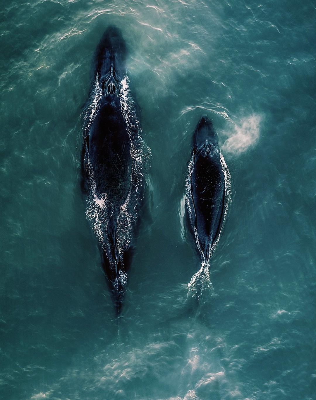 A humpback whale and calf near the shoreline during a beach wedding, in October 2022, near Bridgehampton, New York. (Courtesy of <a href="https://www.instagram.com/hamptonsdroneart/">Joanna L Steidle</a>)