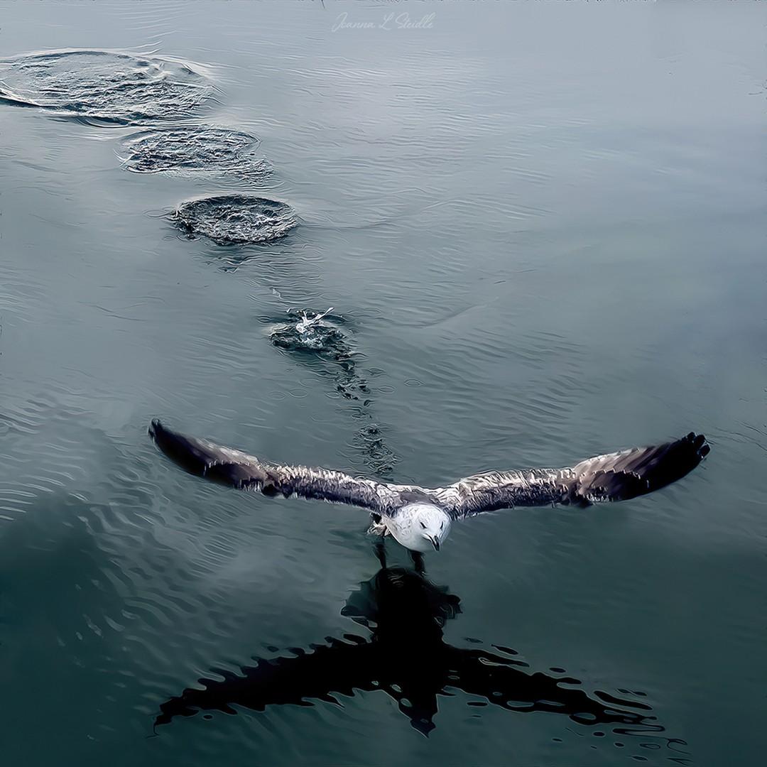 A seagull takes off near a bulkhead in Water Mill, New York. (Courtesy of <a href="https://www.instagram.com/hamptonsdroneart/">Joanna L Steidle</a>)