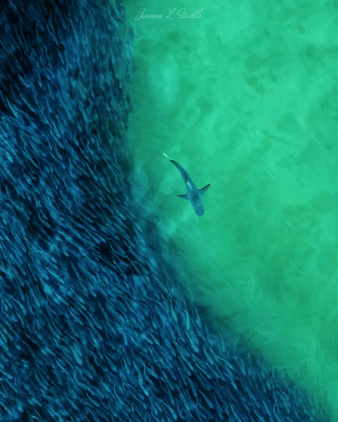 A shark moves a bait ball consisting of tens of thousands of bunker fish off the coast of Southampton, New York. (Courtesy of <a href="https://www.instagram.com/hamptonsdroneart/">Joanna L Steidle</a>)