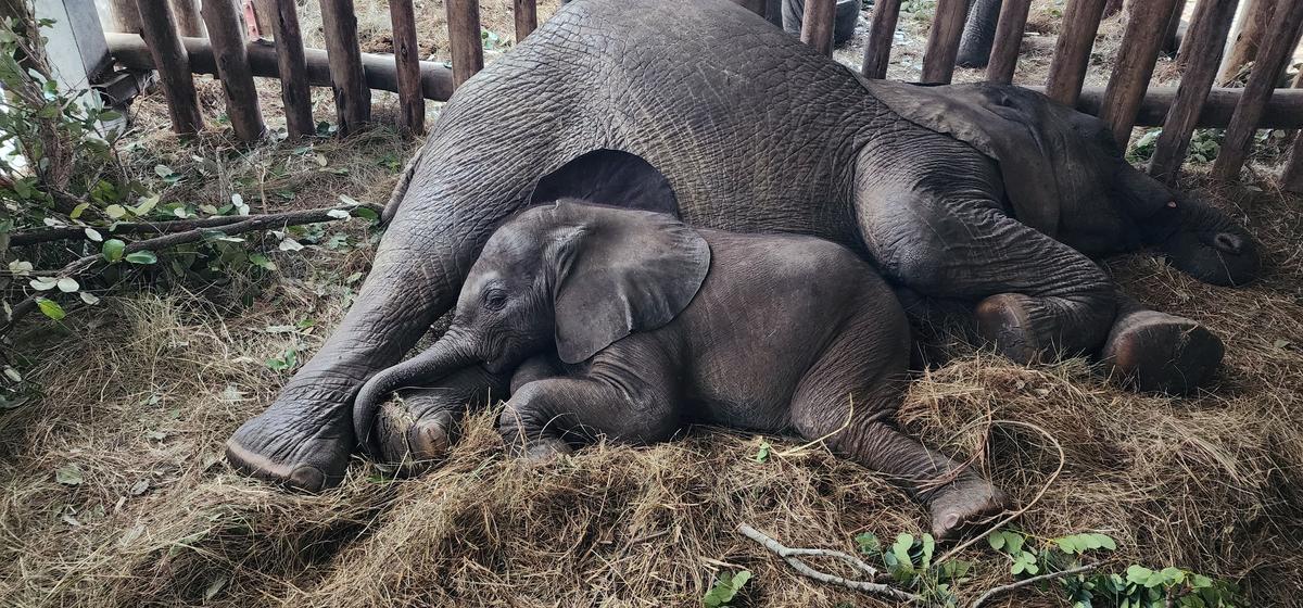 Baby Elliot with his foster mom, Kadiki. (Courtesy of <a href="https://www.facebook.com/WildisLife/">Wild is Life Trust and ZEN</a>)