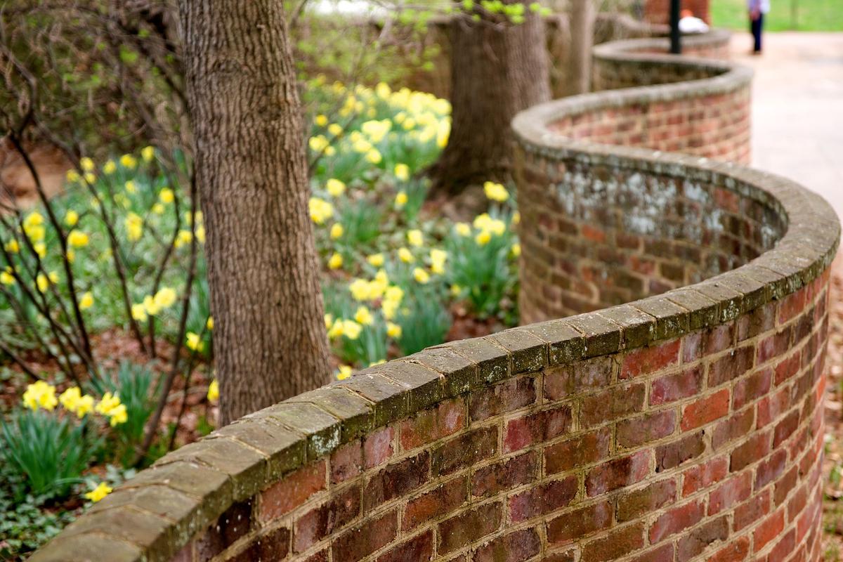 The crinkle crankle wall at the University of Virginia, the United States. (<a href="https://en.wikipedia.org/wiki/Crinkle_crankle_wall#/media/File:Serpentine_wall_UVa_daffodils_2010.jpg">Karen Blaha</a>/CC BY-SA 2.0)