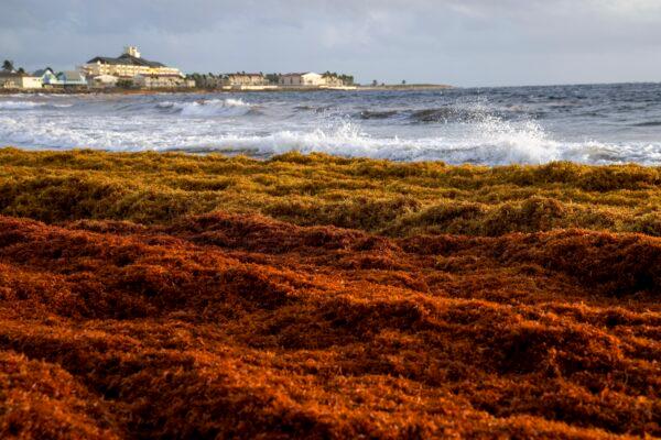 Growing blooms of sargassum seaweed remain a real problem for Caribbean beaches swamped in it, like this beach in Frigate Bay, St. Kitts and Nevis, on Aug. 3, 2022. (Ricardo Mazalan/AP Photo)