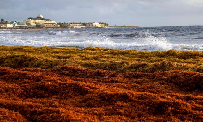 A 5,000-Mile Seaweed Belt Is Headed Toward Florida