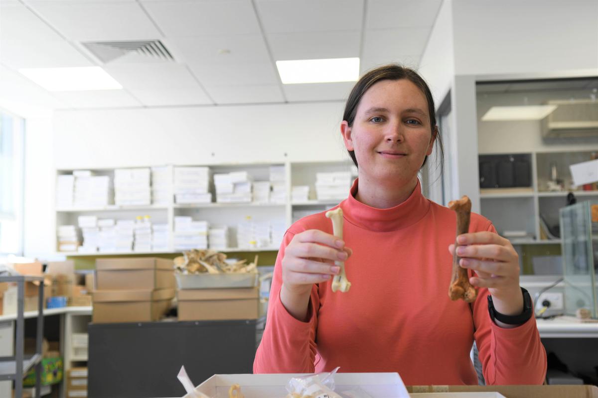 Dr. Ellen Mather holds up bones from two different species for size comparison, with a modern-day wedge-tailed eagle's bone on the left and a dynatoaetus fossil on the right. (Courtesy of Tania Bawden)