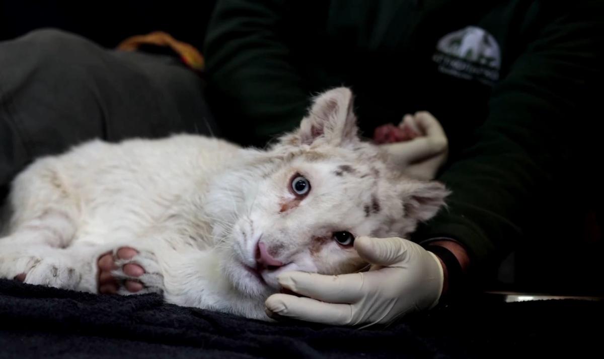 An abandoned white tiger cub is being cared for by zoo staff, in Athens, Greece, on March 17. (Screenshot/Reuters)