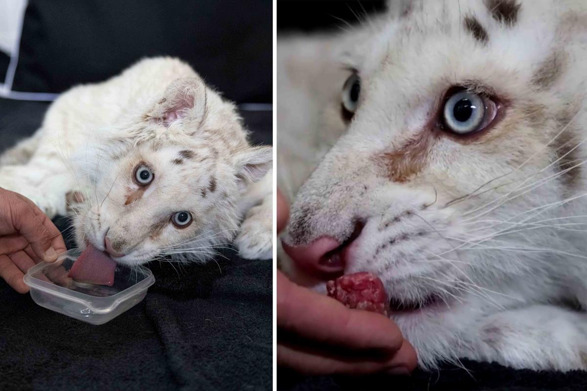 A white tiger cub that was abandoned outside the Attica Zoological Park and is believed to be a victim of illegal wildlife trade drinks and eats at the zoo's infirmary, in Athens, Greece, on March 17. (Left: (Stelios Misinas/Reuters); Right: (Screenshot/Reuters))