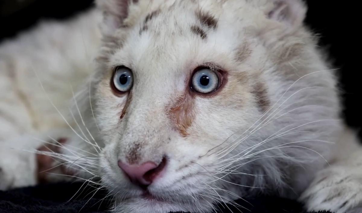 An abandoned white tiger cub is being cared for in the zoo's infirmary, in Athens, Greece, on March 17. (Screenshot/Reuters)
