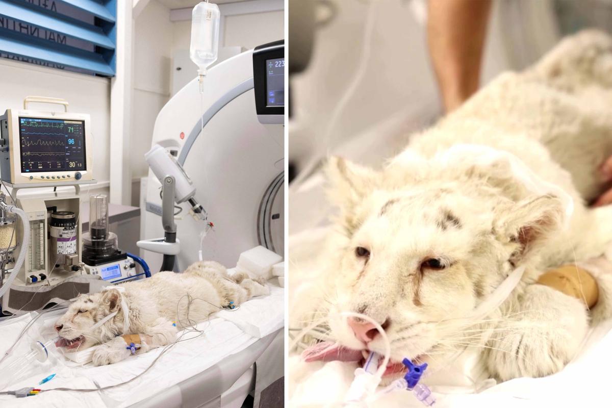A white tiger cub that was abandoned outside the Attica Zoological Park and is believed to be a victim of illegal wildlife trade prepares for a CT scan at a clinic in Athens, Greece, on March 15. (Left: (Stelios Misinas/Reuters); Right: (Screenshot/Reuters))